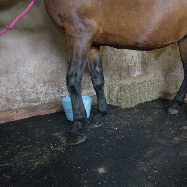 Tapis en caoutchouc pour centre équestre dans notre gamme de Revêtements | Dalles et tapis loisirs